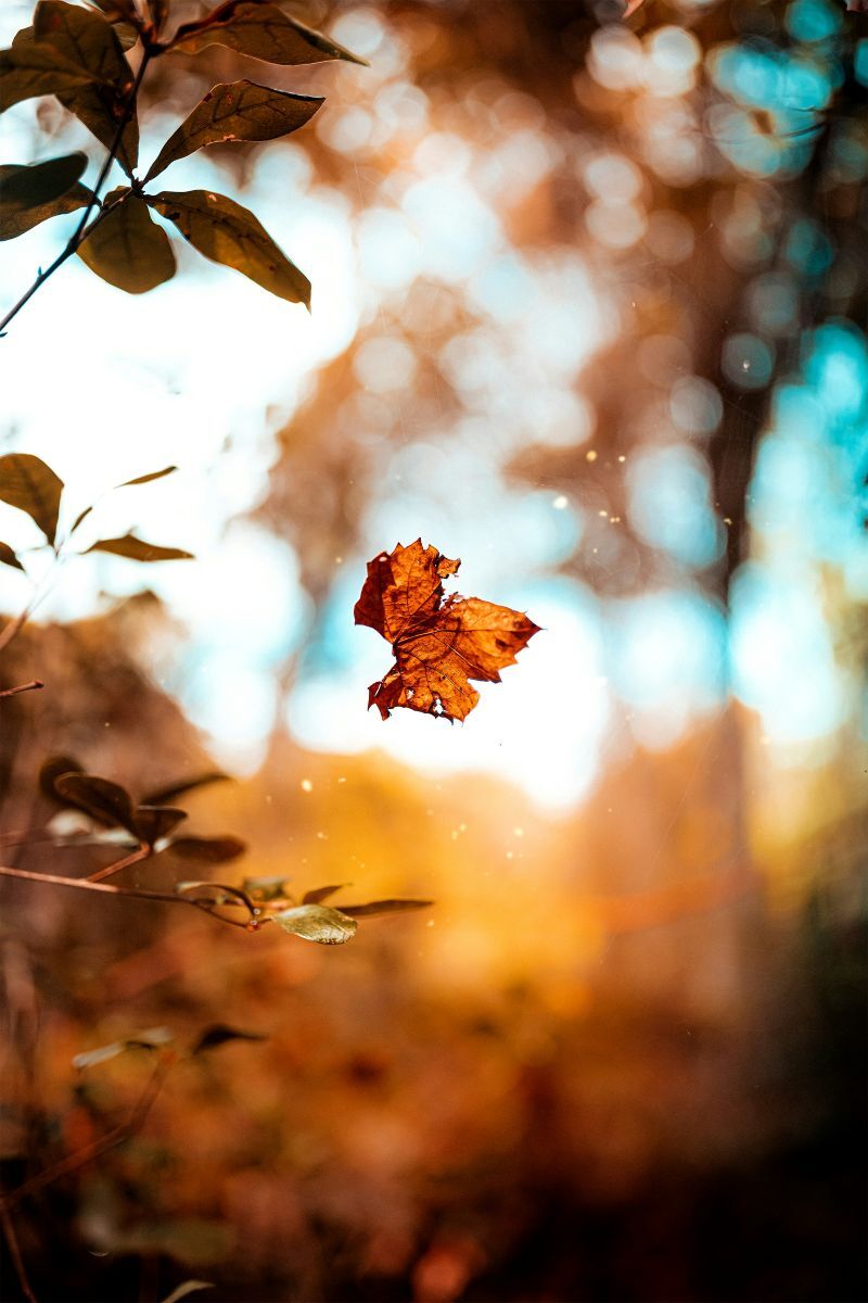 orange leaf falling from a tree in autumn