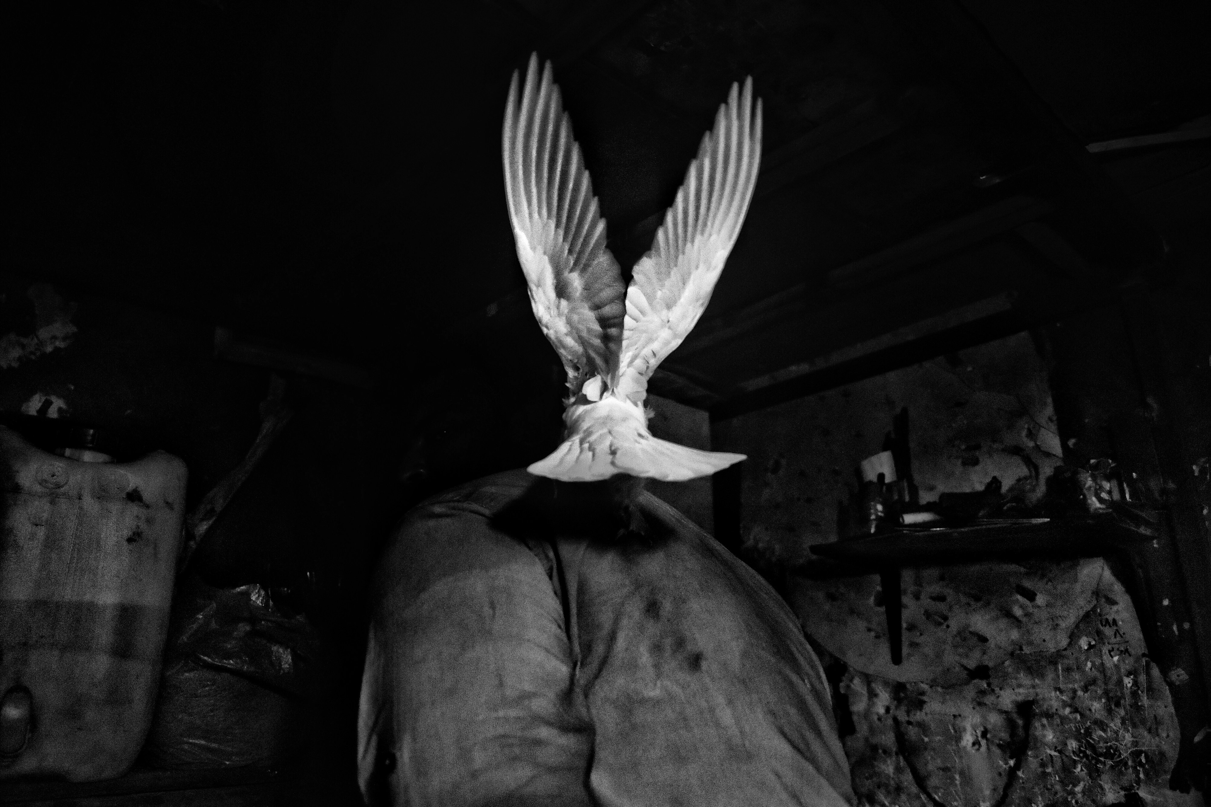dove in flight