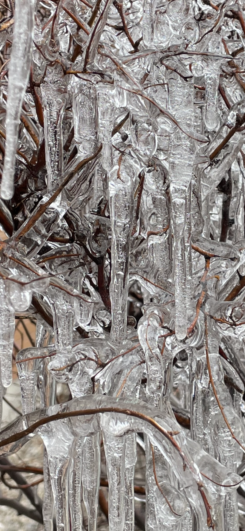 Ice Storm Branches