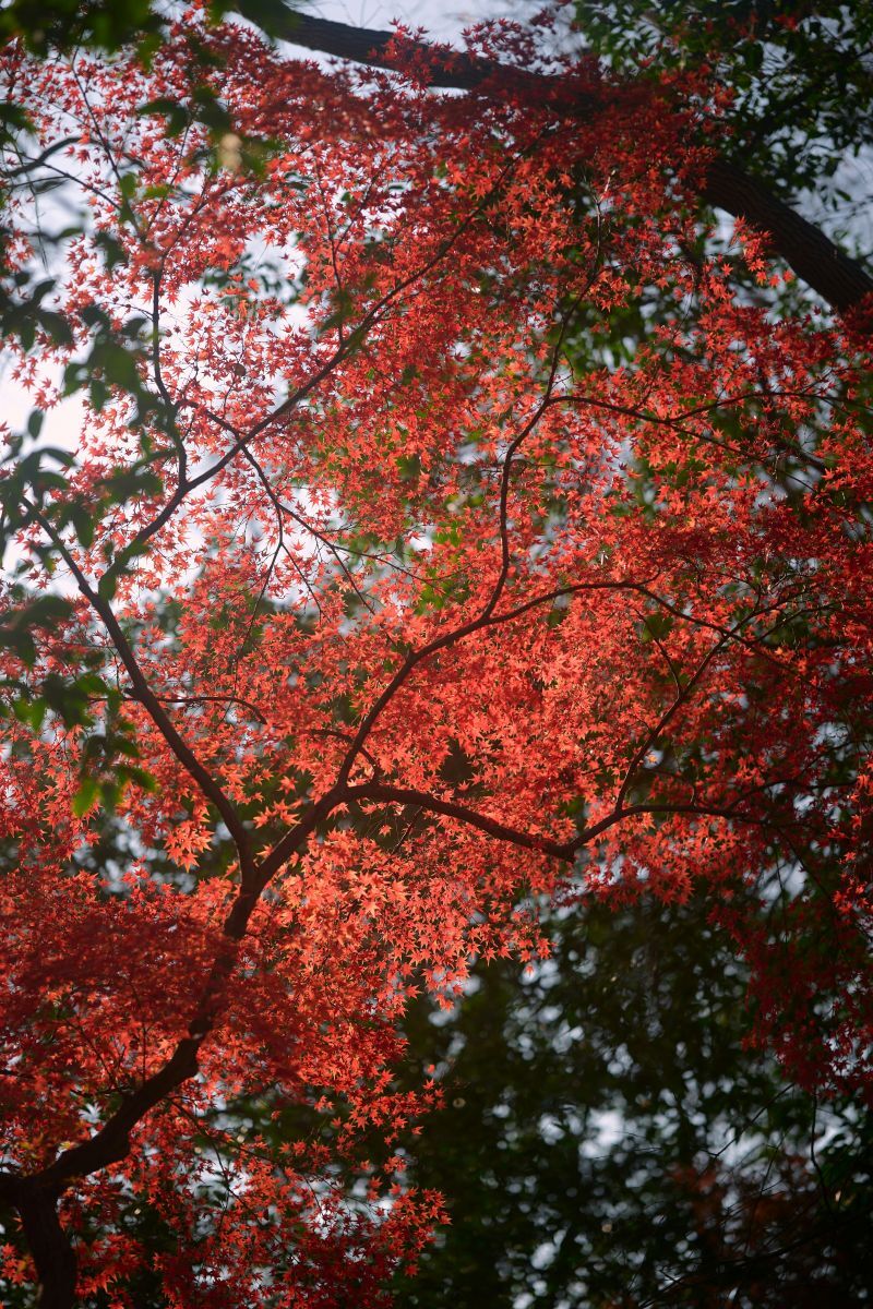 maple tree turning red in fall