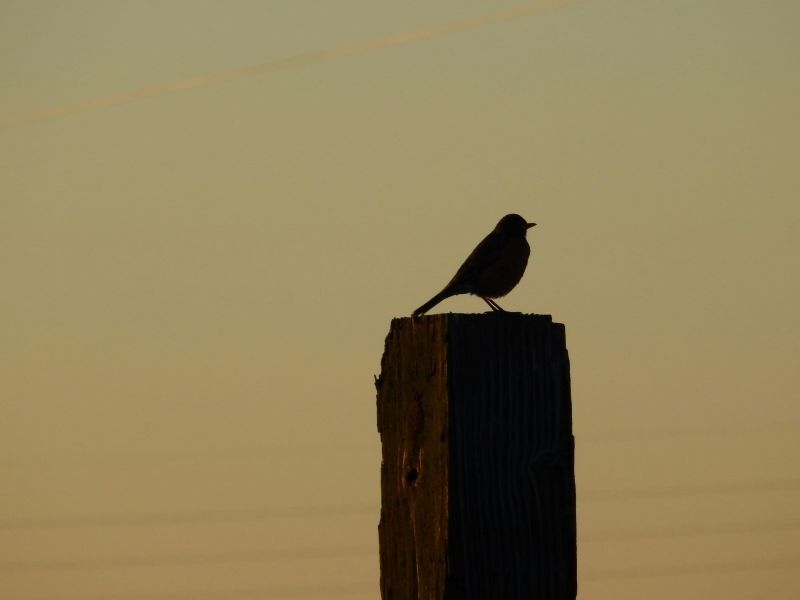 robin on post in early morning
