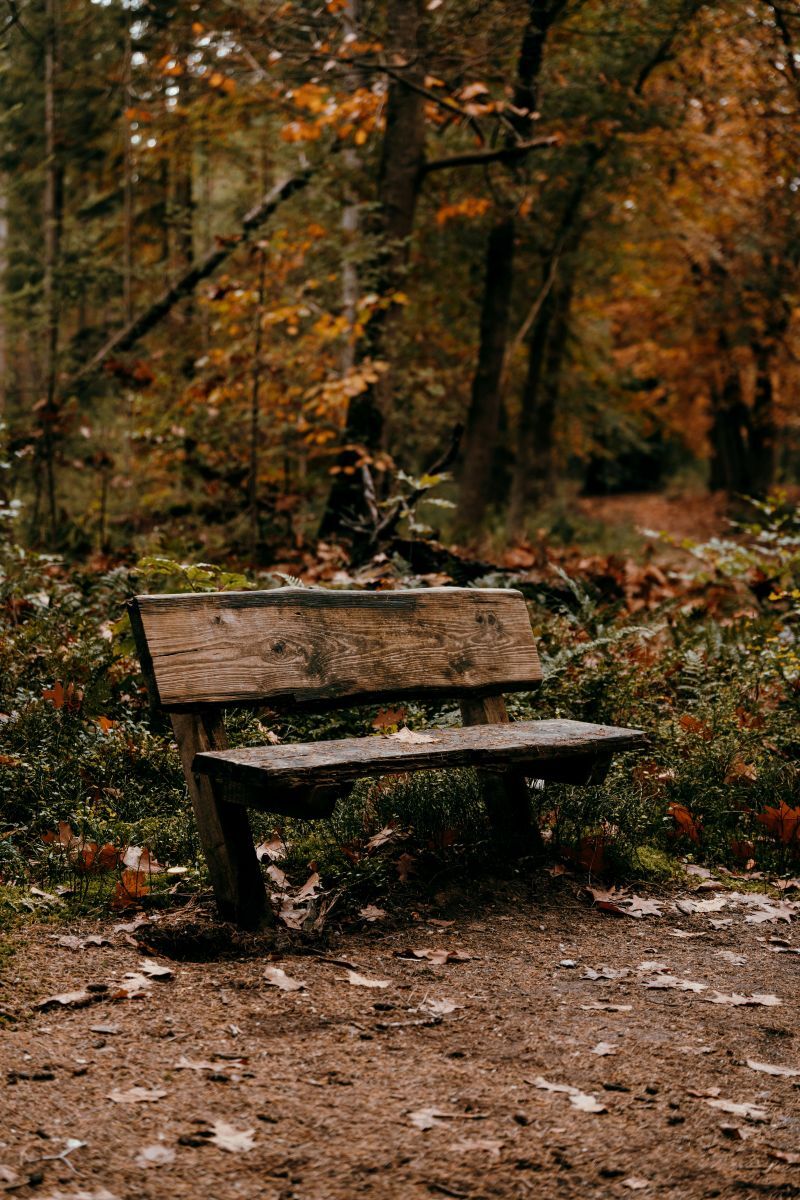 wooden bench in autumn forest