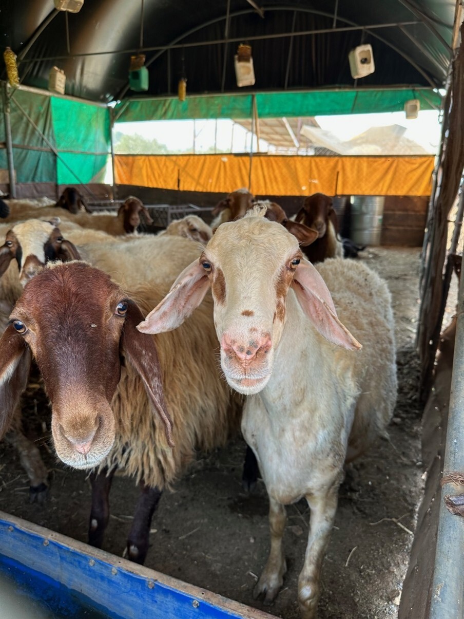 sheet and goat looking at camera