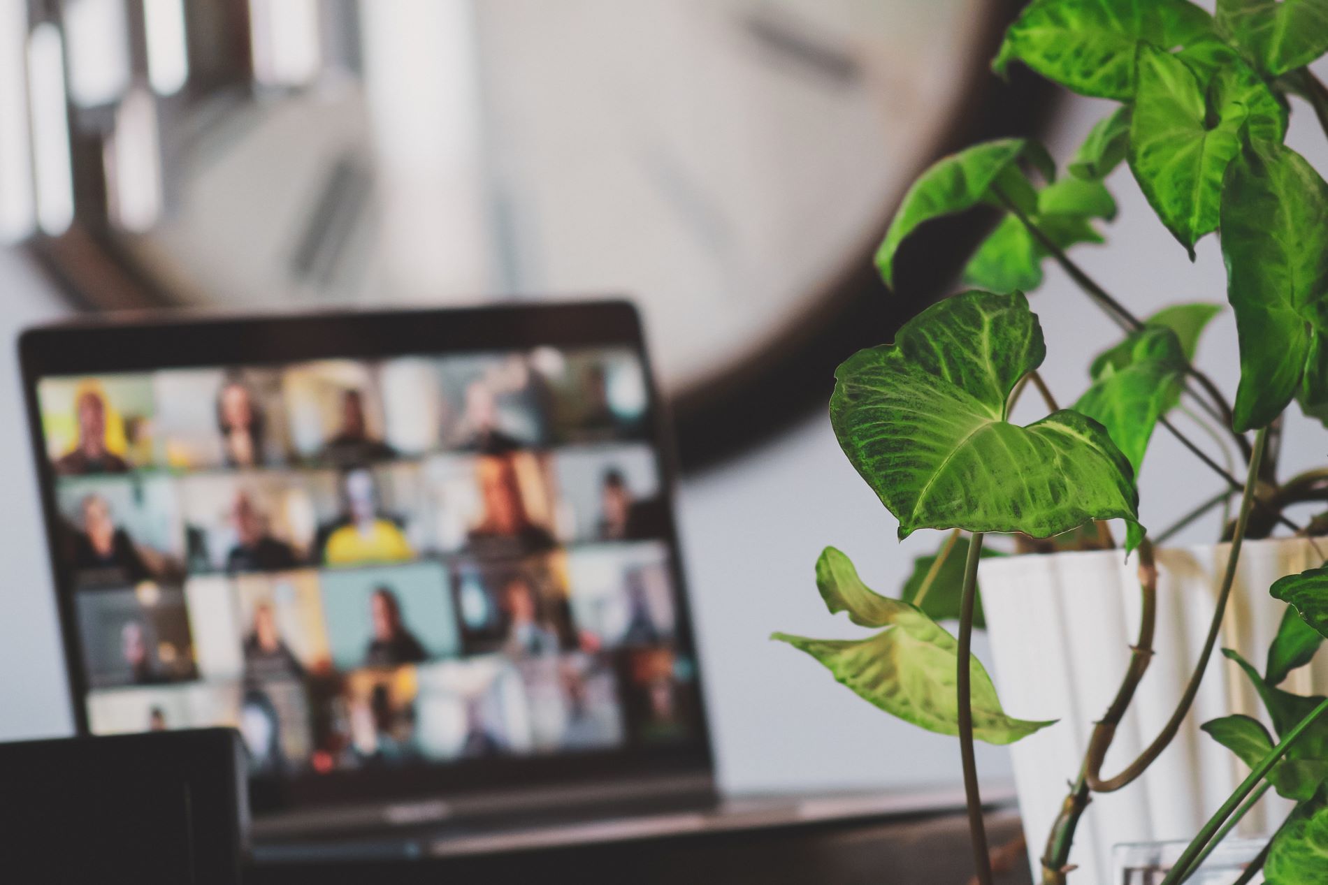 online conference screen left background blurry, green plant on right