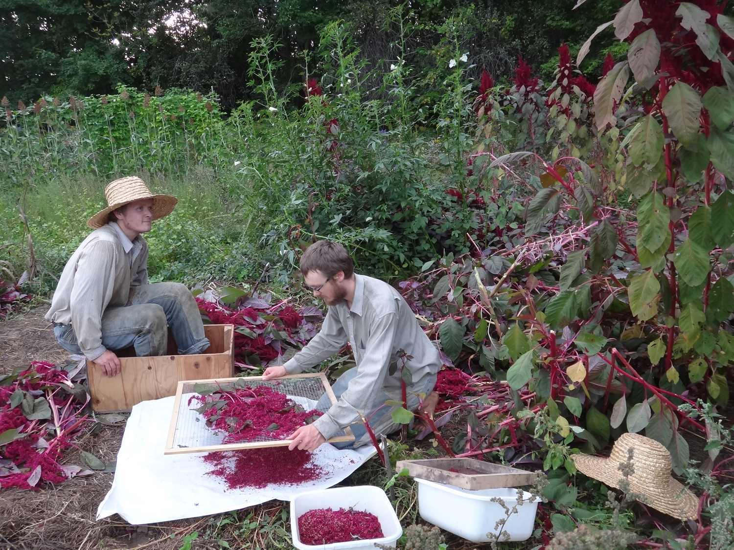 two men threshing purple grain amaranth